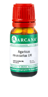 AGARICUS MUSCARIUS LM 1 Dilution